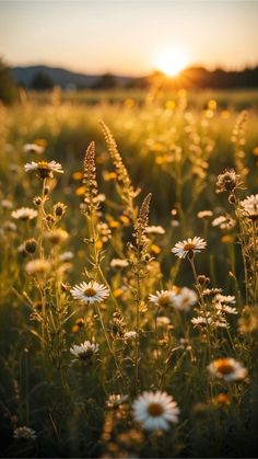 the sun is setting over a field full of daisies and wildflowers in bloom