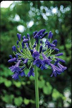 a purple flower is in the foreground with green trees in the backgroud