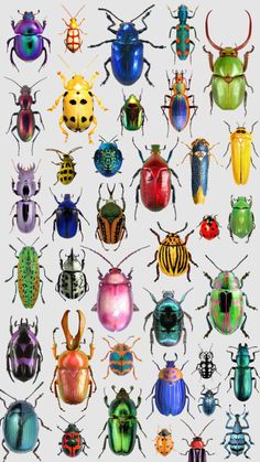 a group of colorful bugs sitting on top of each other in different colors and sizes