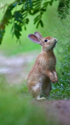 a small rabbit sitting on its hind legs in front of some plants and grass, looking up at the sky