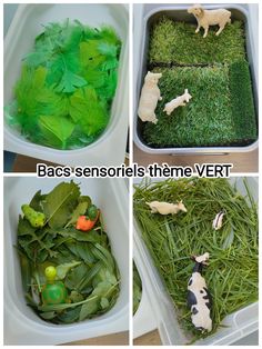 four pictures showing different types of vegetables and animals in bins with text that reads, bacs's sensories theme vert