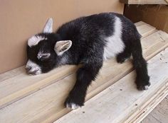 a small black and white animal laying on top of a wooden bench next to a wall