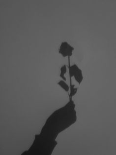 a person's hand holding a single rose in the fog