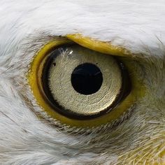 the eye of an eagle with yellow and white feathers