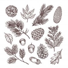 pine cones, leaves and acorns are drawn by hand on a white background