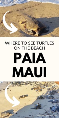 a turtle laying on the beach with text overlay that reads where to see turtles on the beach paa mau