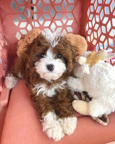 a brown and white dog laying on top of a pink chair next to a stuffed animal