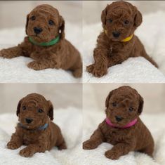 four pictures of a brown puppy sitting on top of a white blanket