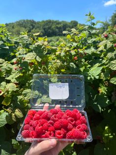 raspberries in a plastic container being held by someone's hand over a bush