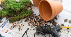 some plants and tools are laying out on the newspaper next to it's contents