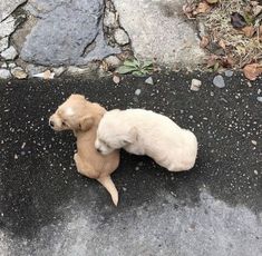 two puppies are laying on the ground next to each other