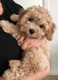 a person holding a small brown dog in their arms and wearing a black t - shirt