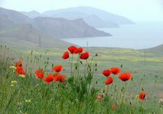 some red flowers are in the grass by water and mountains on a foggy day