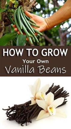 how to grow your own vanilla beans