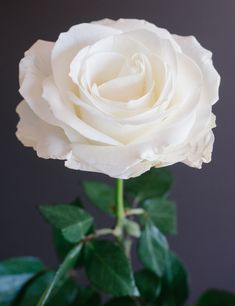 a white rose with green leaves in a vase