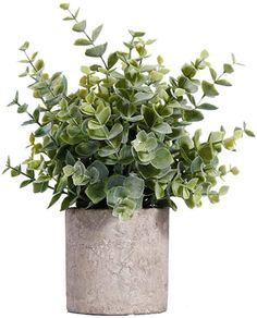 a potted plant with green leaves in it on a white background, close up