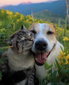 a dog and cat laying in the grass with their heads touching each other's noses