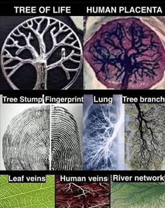 tree of life, human placenta, fingerprints, lungs, lung branches