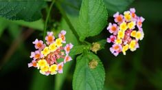 small yellow and pink flowers growing on the side of a green leafy plant with leaves