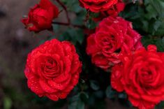 several red roses with water droplets on them