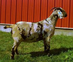 a brown and white goat standing on top of a green grass covered field next to a red building