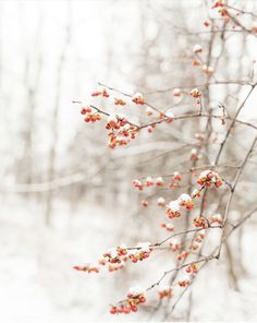 some red berries are growing on a tree branch in the wintertime, with white snow