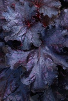 purple leaves are growing in the garden