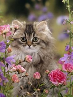 a fluffy cat sitting in the middle of some pink and purple flowers with green eyes