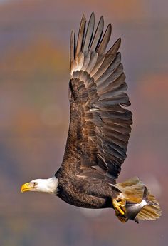 an eagle flying in the sky with its wings spread out and it's talon extended