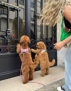 two poodles are standing on their hind legs and being held by a woman