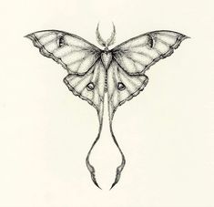 a drawing of a butterfly with wings spread out and eyes wide open, on a white background