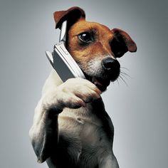 a brown and white dog holding a cell phone in it's mouth with its paw