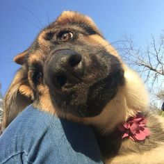 a close up of a dog's face with its tongue out and his owner holding it