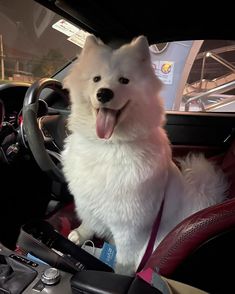 a white dog sitting in the driver's seat of a car with its tongue hanging out