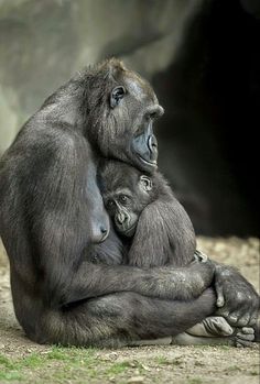 an adult and baby gorilla sitting on the ground in front of a rock cave, with their arms around each other