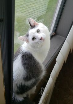 a black and white cat sitting on top of a window sill next to a glass door