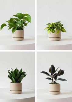 four different types of house plants in pots