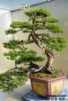 a bonsai tree in a pot on a table