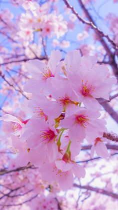 pink flowers are blooming on the branches of trees