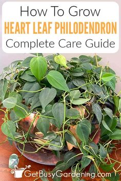 a bowl full of plants with the title how to grow heart leaf phlodendron complete care guide