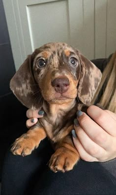 a woman holding a brown dog in her lap and looking at the camera while she is brushing it's teeth