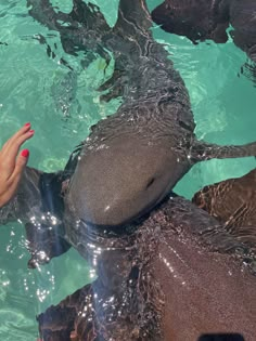 a woman's hand reaching for an animal in the water