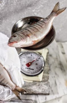 a fish sitting on top of a scale