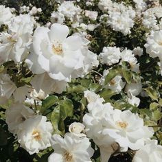 white flowers are blooming in the garden