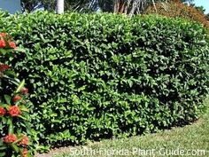 a hedge with red flowers in front of it