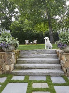 a white dog sitting on top of steps in front of a tree and grass field