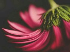 a close up view of a pink flower