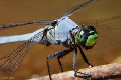 a green and black dragonfly sitting on top of a branch