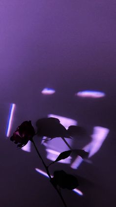 a single rose casts a shadow on the wall with purple light coming from behind it