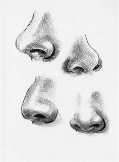 four different angles of the nose and nose, drawn in graphite on white paper